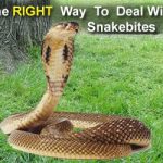 Indian Herbs Can Cure SnakeBite