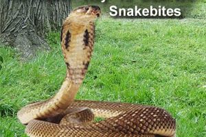 Indian Herbs Can Cure SnakeBite