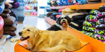 Pet Shops in Thiruvalla, Pets for sale in Tiruvalla, Food for Dog, Fish, Cat, Bird
