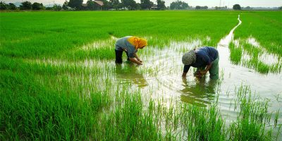 Neerattupuram Paddy Field