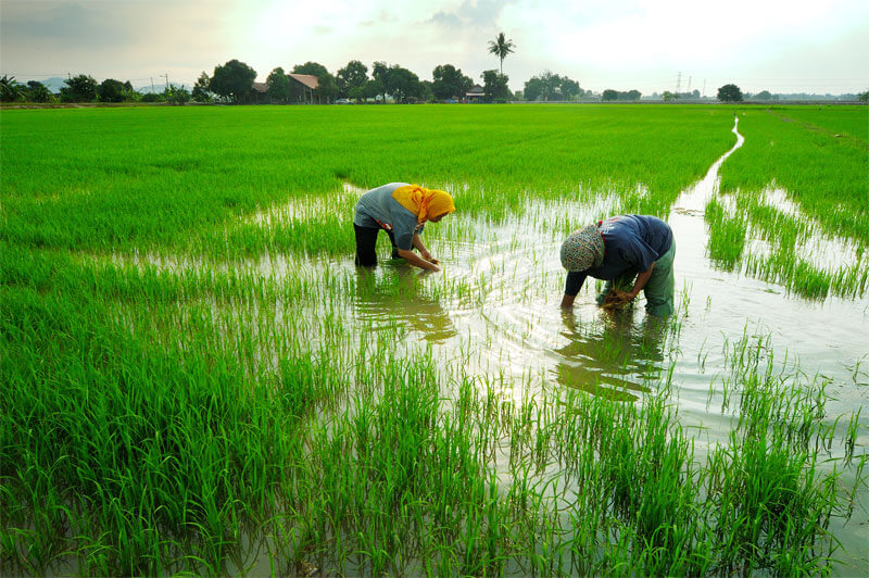 Neerattupuram Paddy Field