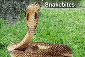 Cobra Snake