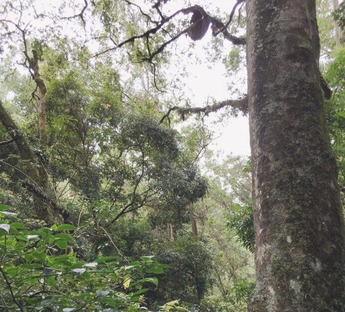 Honeycomb trees in Munnar