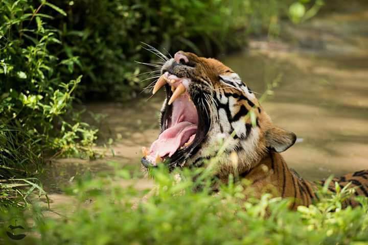 Tiger spotted in Parambikulam Tourist Place, Kerala