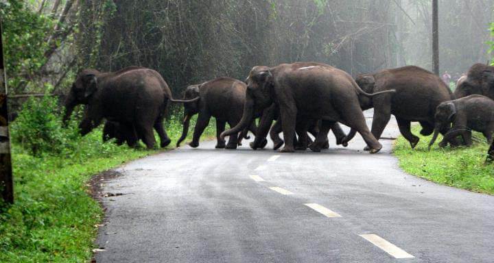 Wayanad - Kerala